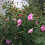 Rós 'Prairie Dawn' - Rosa 'Prairie Dawn' - 'Prairie Dawn'