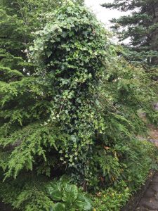 Írabergflétta - Hedera hibernica - Image 2