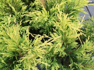 Skriðeinir 'Limeglow' - Juniperus horizontalis 'Limeglow' - Image 2