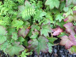 Hélurifs 'Rökkva' - Ribes laxiflorum 'Rökkva'