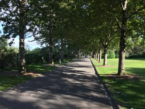 Alaskaösp - Populus trichocarpa 'Keisari', 'Sæland', 'Pinni', 'Haukur' og 'Súla' - Image 2