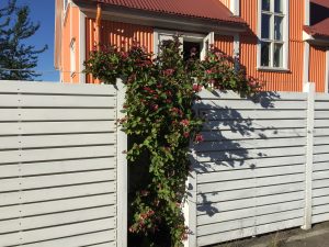 Skógartoppur 'Belgica' - Lonicera periclymenum 'Belgica' - Image 3