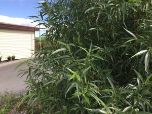 Lensuvíðir 'Ljómi' - Salix lasiandra 'Ljómi' - Image 3