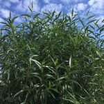 Lensuvíðir 'Ljómi' - Salix lasiandra 'Ljómi'