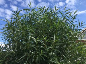 Lensuvíðir 'Ljómi' - Salix lasiandra 'Ljómi'