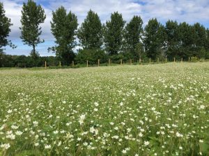 Alaskaösp - Populus trichocarpa 'Keisari', 'Sæland', 'Pinni', 'Haukur' og 'Súla' - Image 3