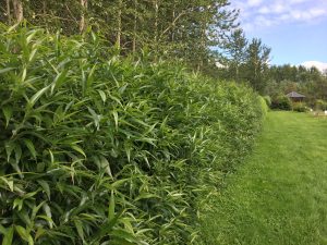 Lensuvíðir 'Ljómi' - Salix lasiandra 'Ljómi' - Image 2