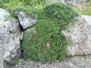 Skriðmispill - Cotoneaster apiculatus? - Image 4