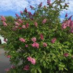 Fagursýrena 'Elinor' - Syringa x prestoniae 'Elinor'
