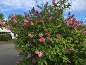 Fagursýrena 'Elinor' - Syringa x prestoniae 'Elinor'