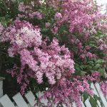 Sýrena 'Villa Nova' - Syringa  'Villa Nova'