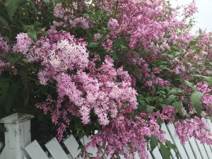 Sýrena 'Villa Nova' - Syringa  'Villa Nova'