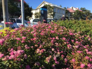 Japanskvistur 'Eiríkur Rauði' - Spiraea japonica 'Eiríkur Rauði'