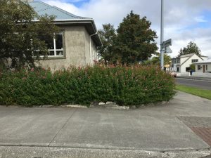 Döglingskvistur - Spiraea douglasii - Image 4