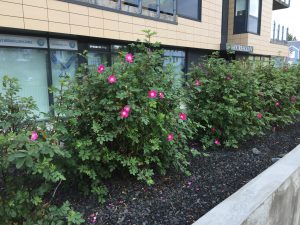 Fjallarós 'Hellisgerði' - R. pendulina 'Hellisgerði' - Image 2