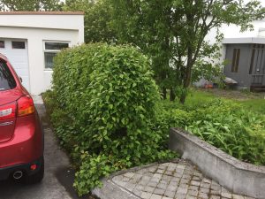 Alaskaepli - Malus fusca - Image 2
