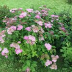 Skógarkvistur / Kóreukvistur 'Finndís' - Spiraea miyabei 'Finndís'