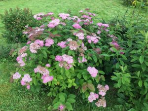 Skógarkvistur / Kóreukvistur 'Finndís' - Spiraea miyabei 'Finndís'