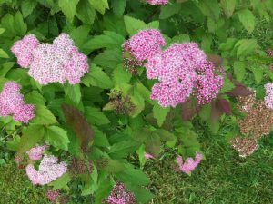Skógarkvistur / Kóreukvistur 'Finndís' - Spiraea miyabei 'Finndís' - Image 2