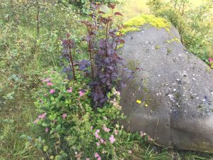Garðakvistill 'Diabolo' - Physocarpus opulifolius 'Diabolo' - Image 2