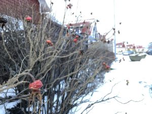 Ígulrós / skráprós - Rosa rugosa - Image 3