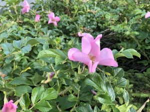 Ígulrós 'Fru Dagmar Hastrup' - Rosa rugosa 'Fru Dagmar Hastrup' - Image 2