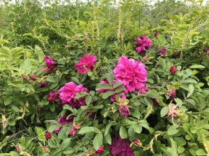 Ígulrós 'Hadda' - Rosa rugosa 'Hadda' - Image 2