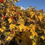 Ígulrós / skráprós - Rosa rugosa