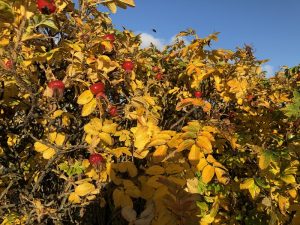 Ígulrós / skráprós - Rosa rugosa