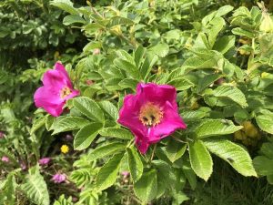 Ígulrós / skráprós - Rosa rugosa - Image 4