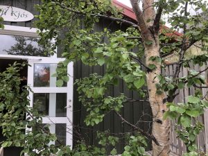 Birki / Ilmbjörk - Betula pubescens - Image 4