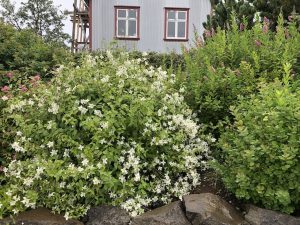 Ilmkóróna 'Mont Blanc' - Philadelphus x lemoinei 'Mont Blanc' - Image 6