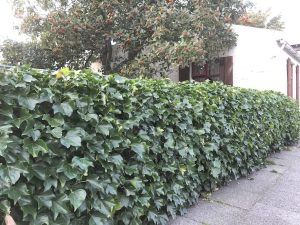 Írabergflétta - Hedera hibernica - Image 4