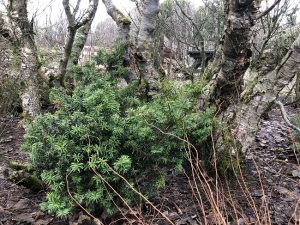 Japansýr 'Nana' - Taxus cuspidata 'Nana' - Image 2