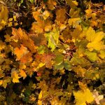 Hnjúkarifs / Jöklarifs- Ribes glaciale