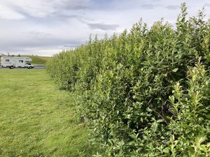 Jörfavíðir - Salix hookeriana 'Katla', 'Gáski', 'Taða' og 'Sandi' - Image 3