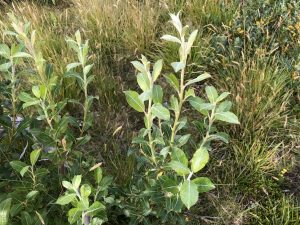 Jörfavíðir - Salix hookeriana 'Katla', 'Gáski', 'Taða' og 'Sandi' - Image 4