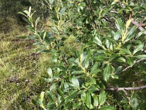 Jörfavíðir - Salix hookeriana 'Katla', 'Gáski', 'Taða' og 'Sandi' - Image 5