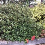 Kálfaber / Vísundaber - Shepherdia canadensis