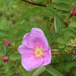 Kanelrós 'Fazers Röda' - R. majalis 'Fazers Röda'