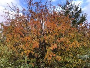Kasmírreynir - Sorbus cashmiriana - Image 5