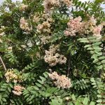 Kasmírreynir - Sorbus cashmiriana