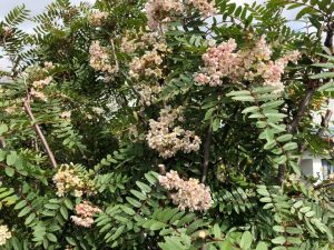 Kasmírreynir - Sorbus cashmiriana