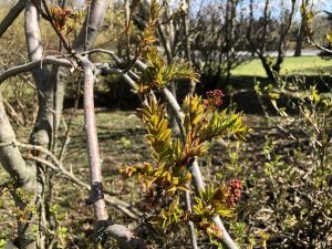Kasmírreynir - Sorbus cashmiriana - Image 3
