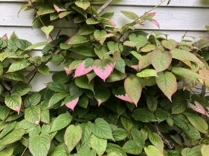 Kattarflétta - Actinidia kolomikta - kk - Image 2