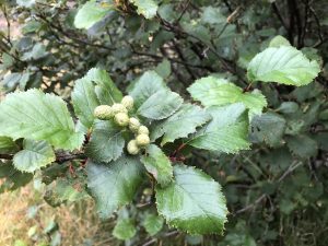 Kjarrelri / Alpagrænelri - Alnus viridis subsp. viridis - Image 5