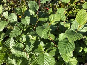 Kjarrelri / Alpagrænelri - Alnus viridis subsp. viridis - Image 7