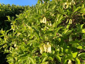 Klukkutoppur - Lonicera hispida