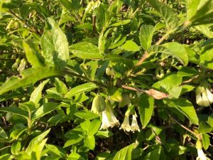 Klukkutoppur - Lonicera hispida - Image 2