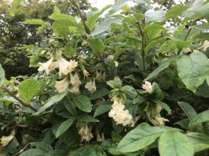 Klukkutoppur - Lonicera hispida - Image 3